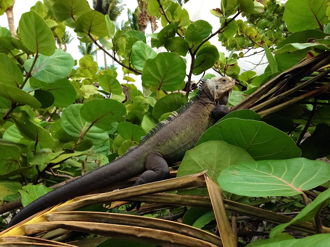 gray and black lizard on green leaves