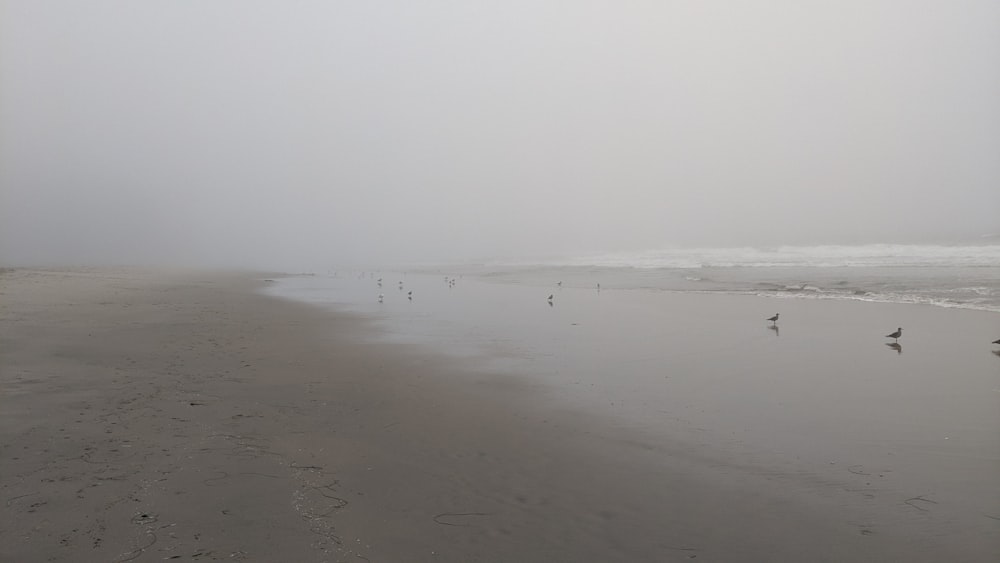 person walking on beach during daytime