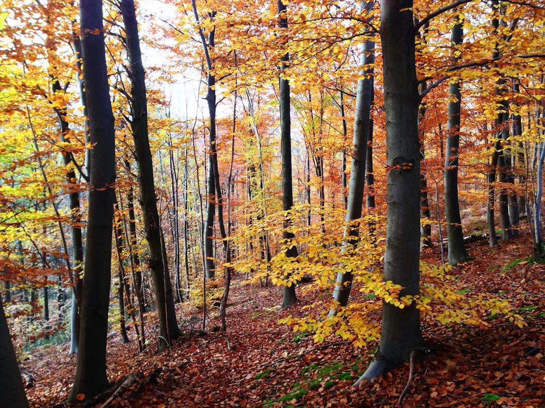 brown trees with brown leaves during daytime