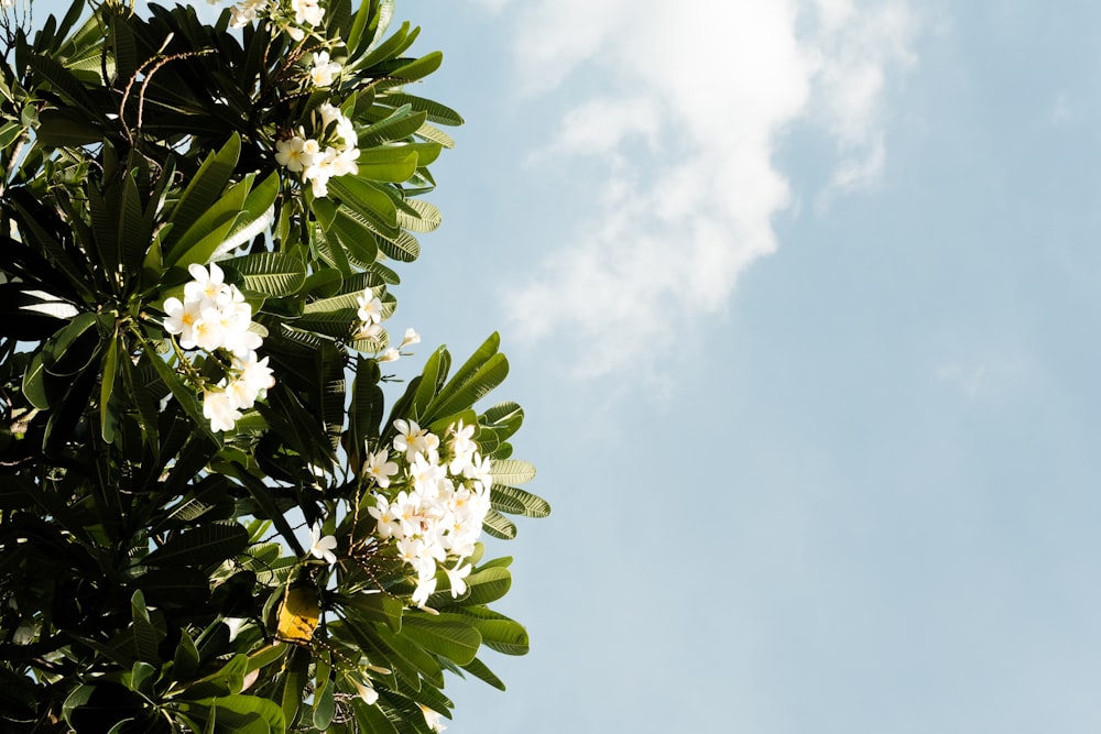 white flowers under white sky during daytime