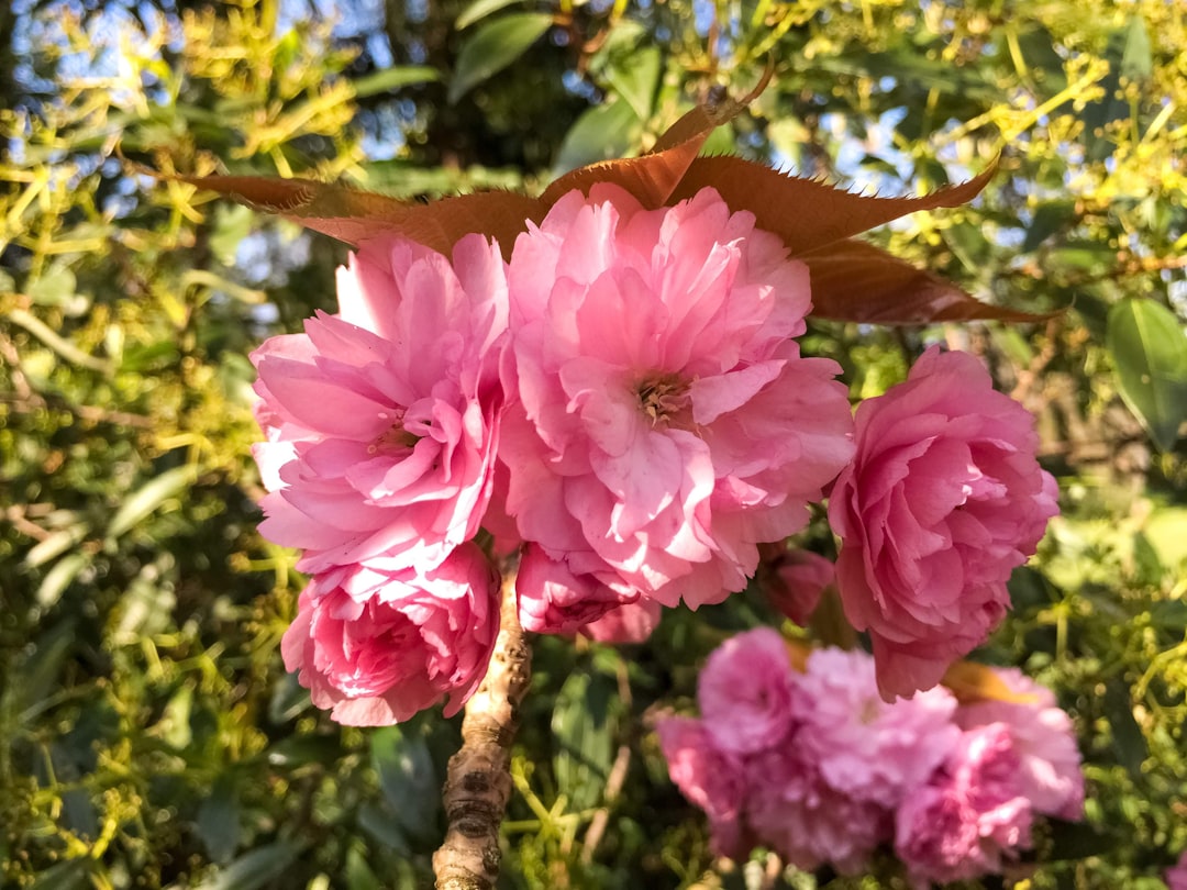 pink flower on brown tree branch during daytime