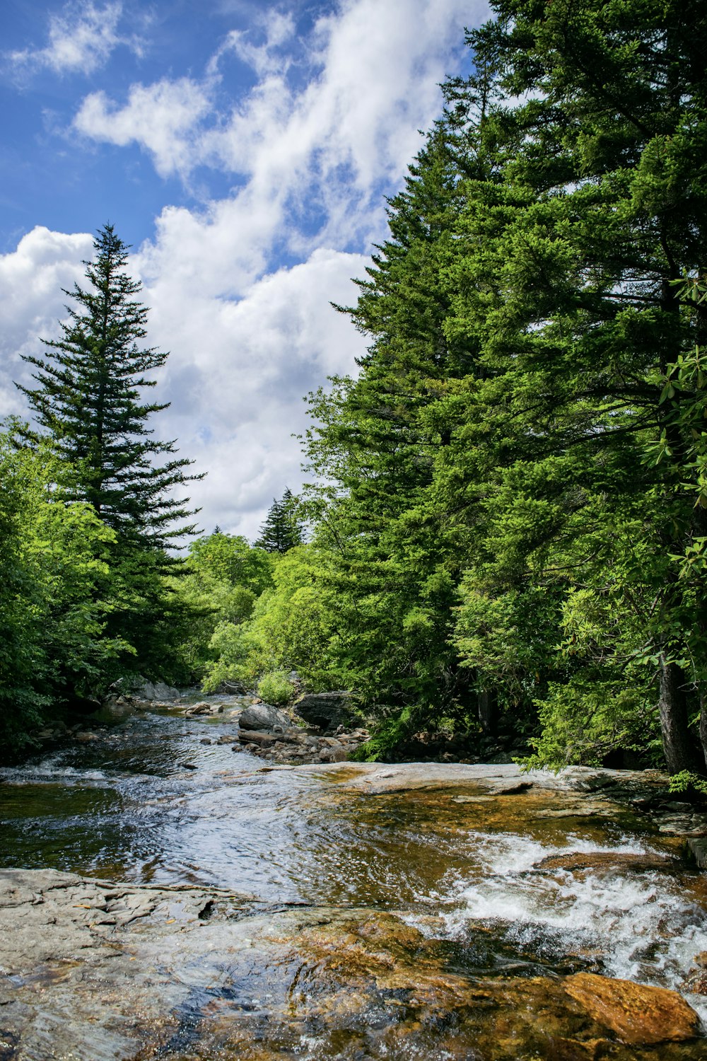 green trees beside river under blue sky and white clouds during daytime