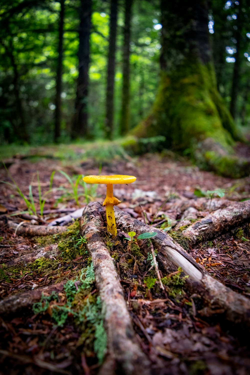 orange and white mushroom on ground