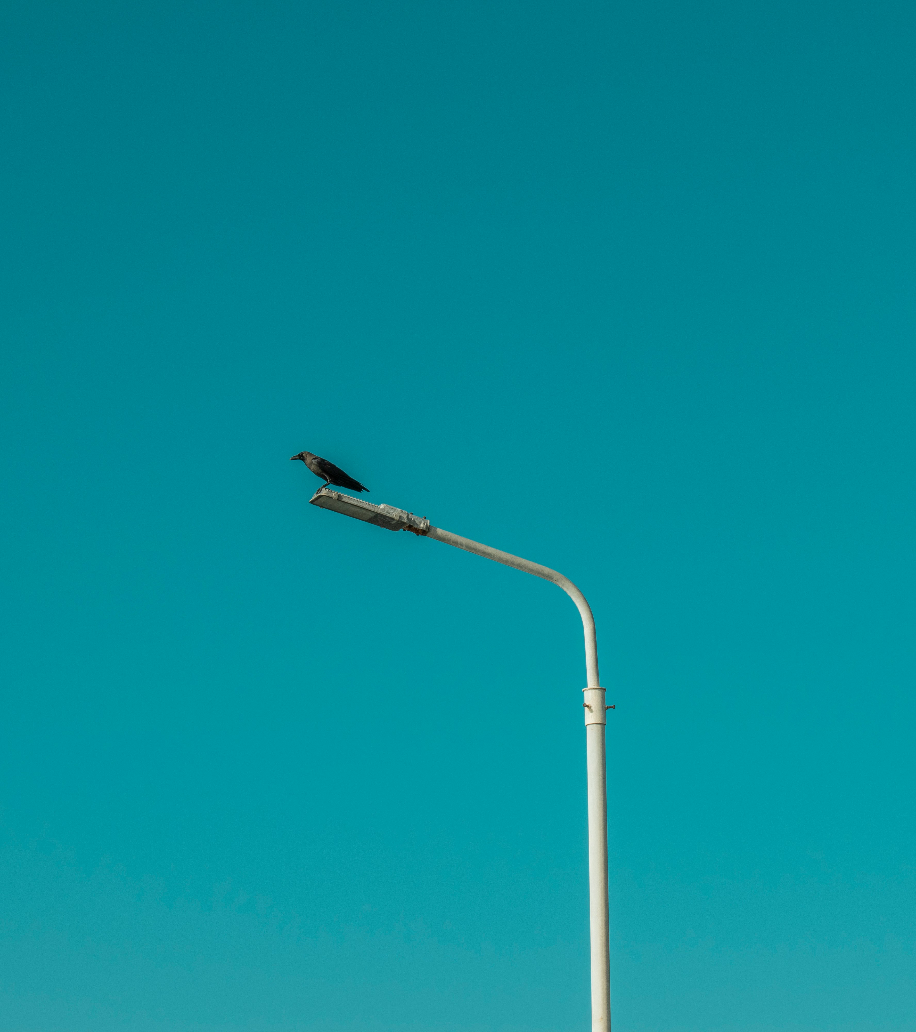 bird flying over white metal post under blue sky during daytime