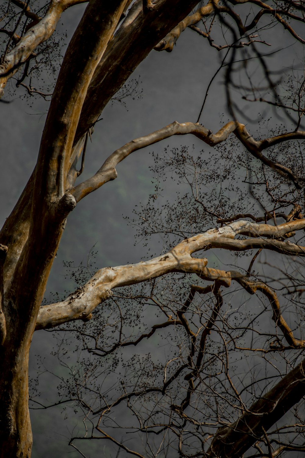 Árbol marrón sin hojas bajo el cielo azul durante el día