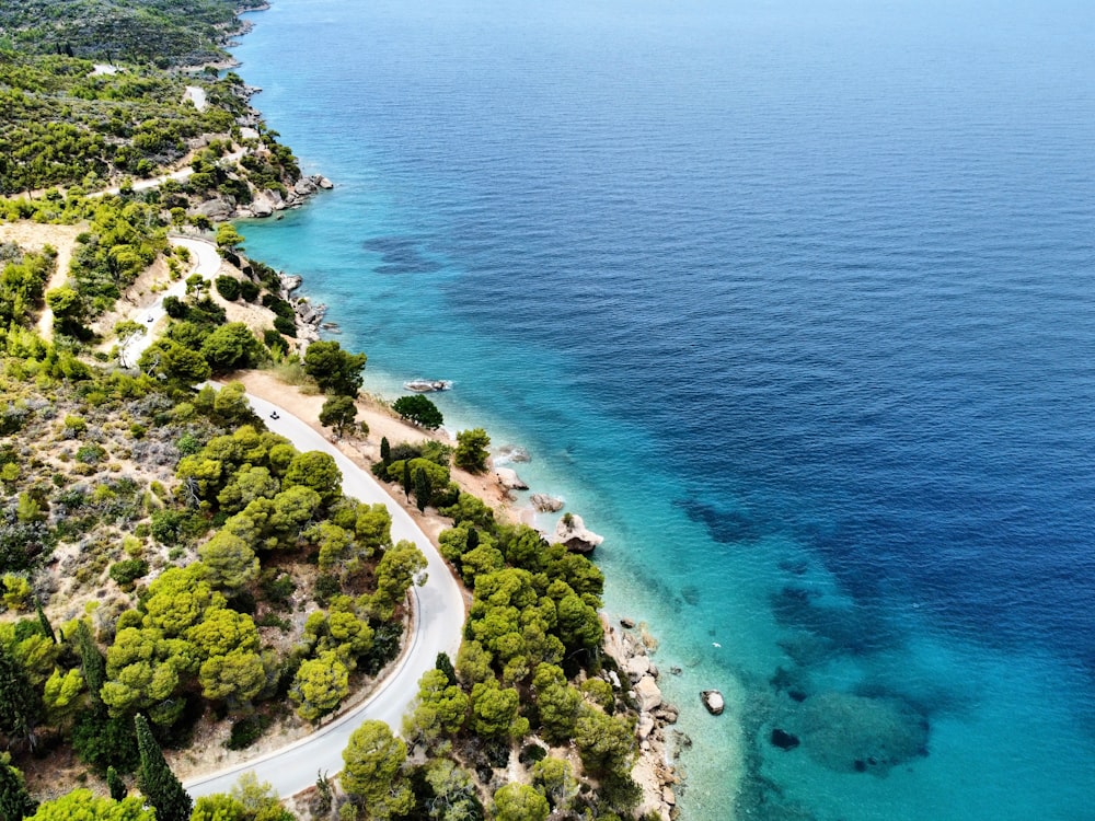 aerial view of green trees near body of water during daytime