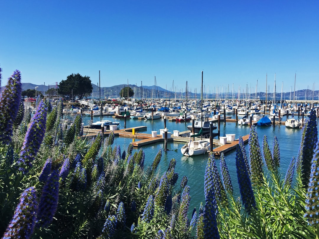 white and blue boats on dock during daytime