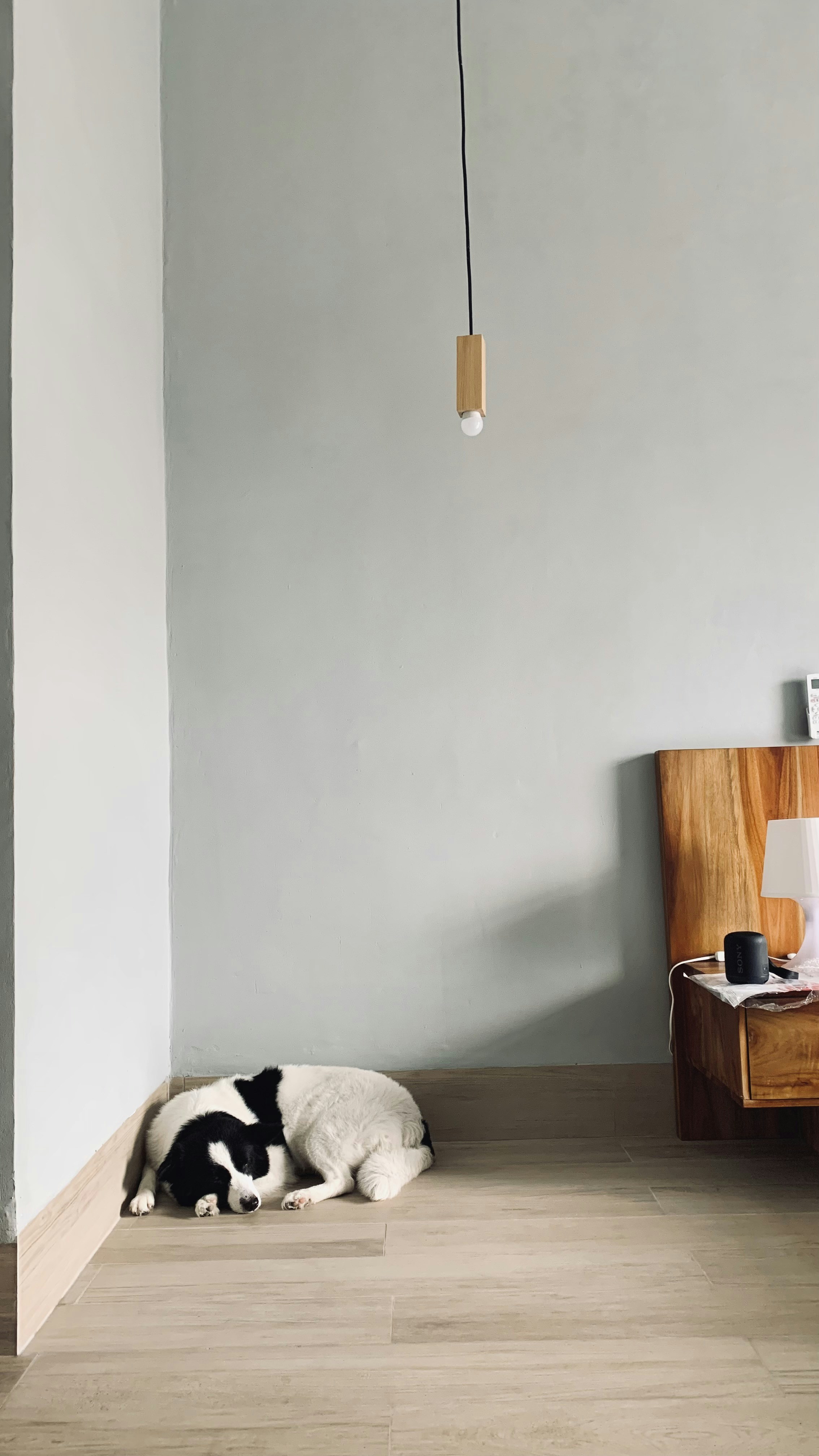 minimalist pet friendly, wallpaper, Scandinavian Living Room: Design for Pets & People 6