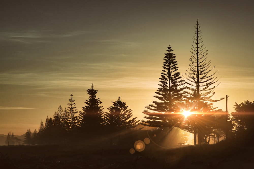 pine trees during golden hour