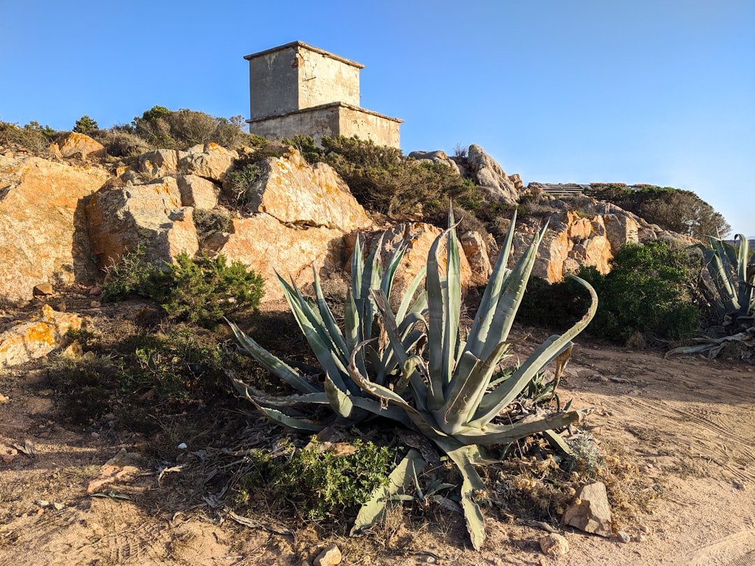 green cactus plant on brown soil