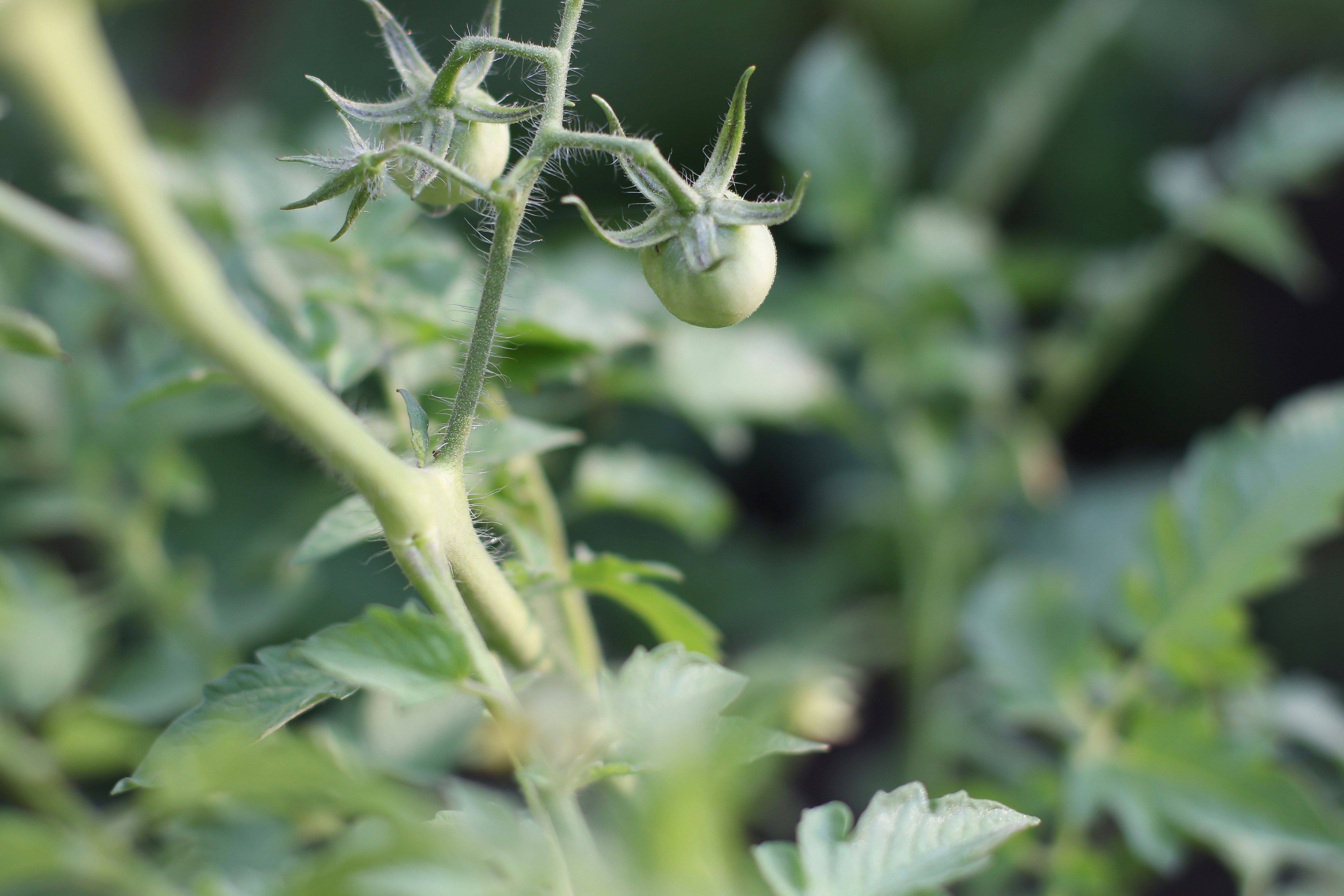 Photo by andreacarole