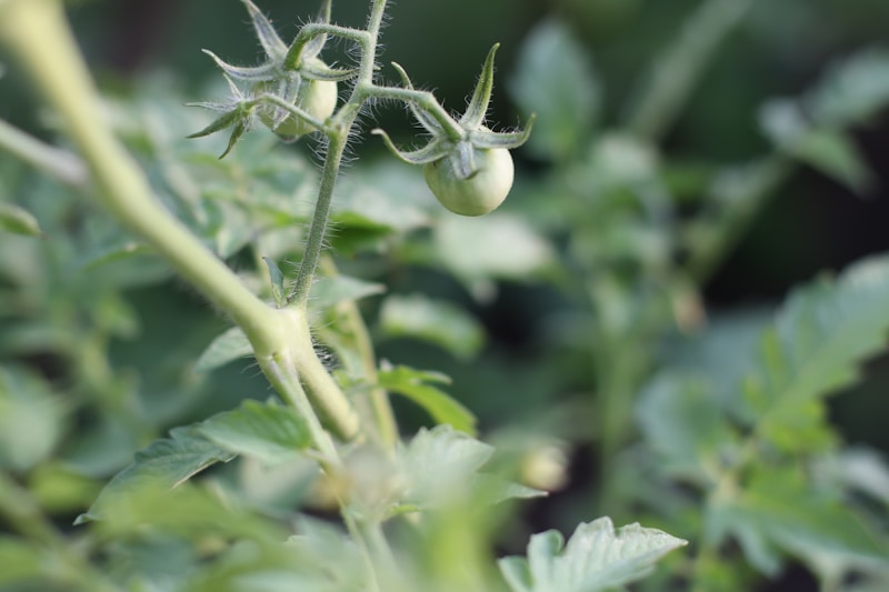Tomato plants growing in garden