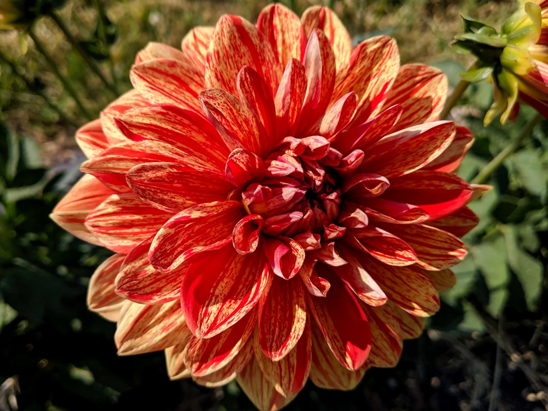 red flower in tilt shift lens