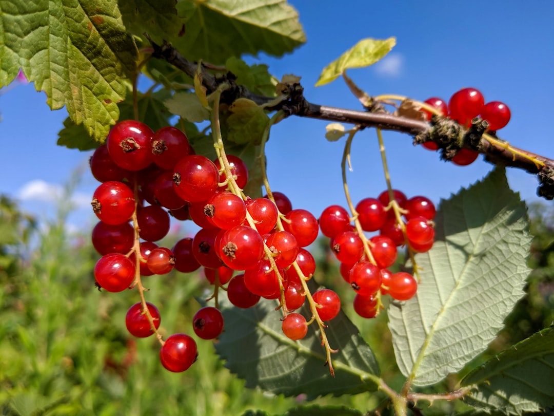 red round fruits on green leaves