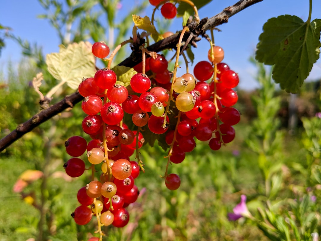 red round fruits on tree during daytime