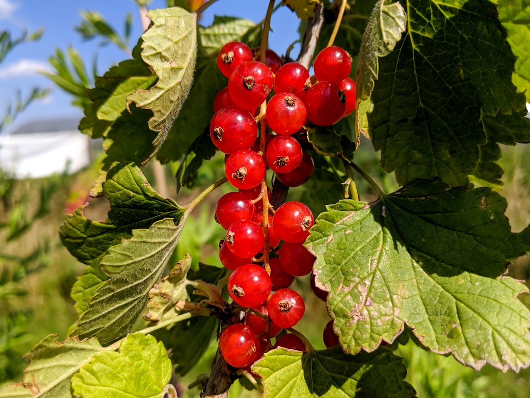 red round fruits on green leaves