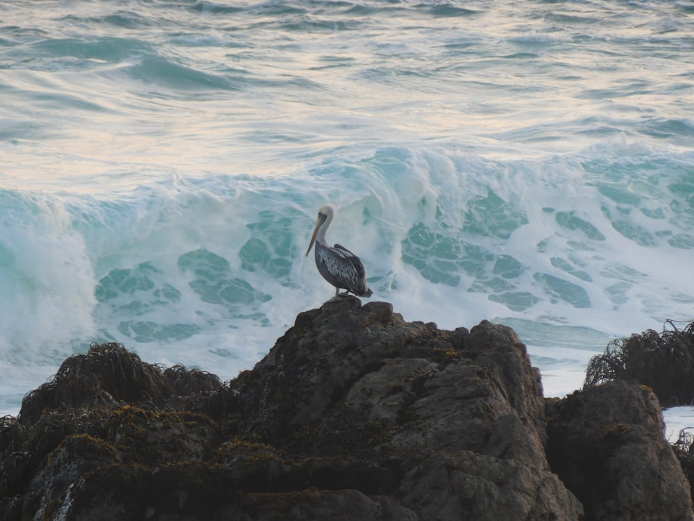 white and black bird on rock near body of water during daytime