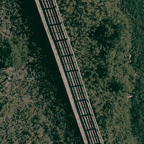 aerial view of green trees