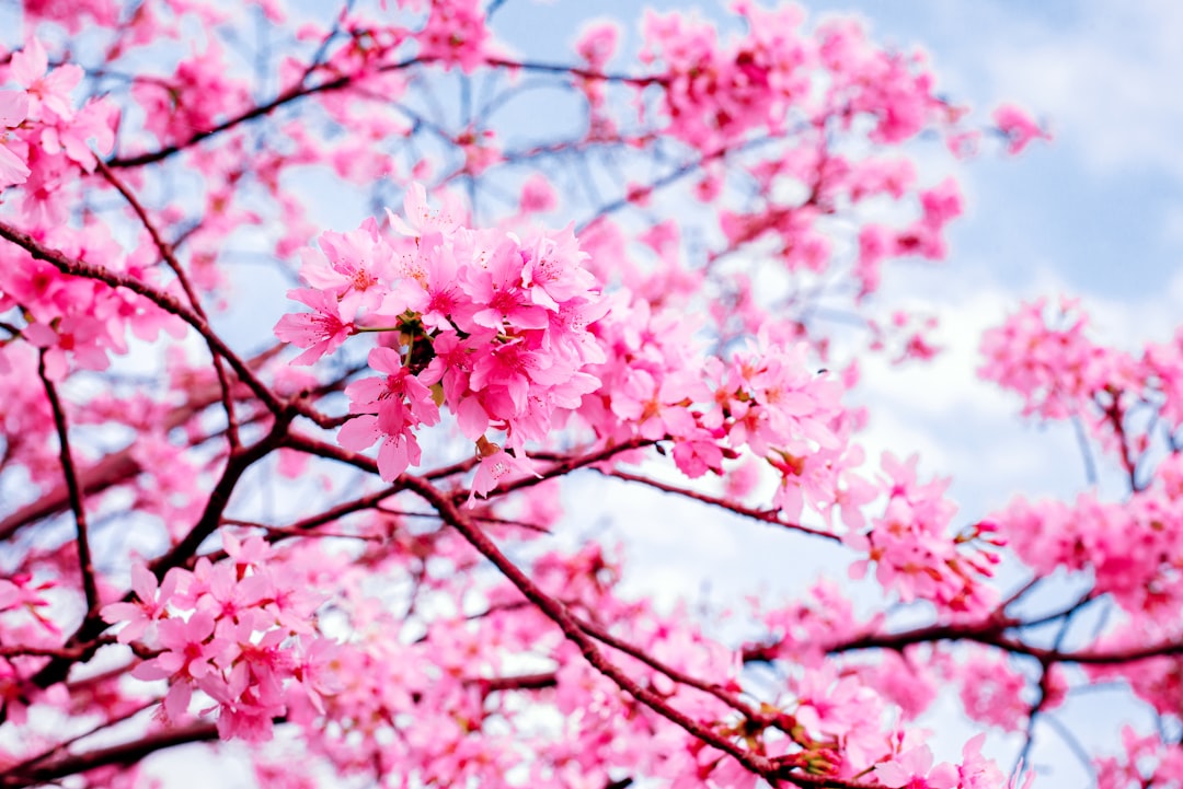 pink cherry blossom tree during daytime