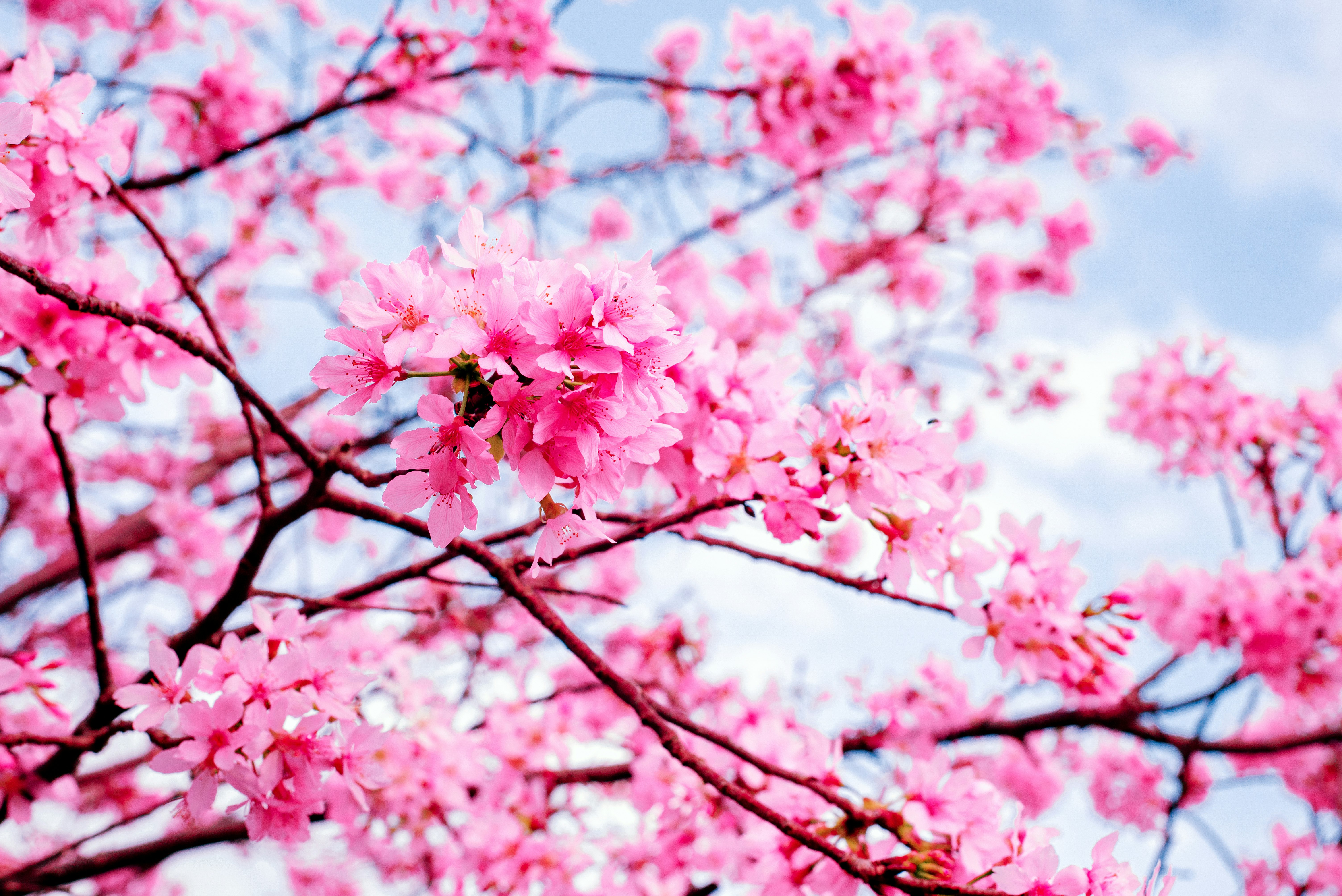 pink cherry blossom tree during daytime