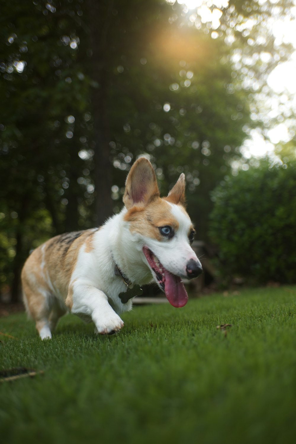 brown and white corgi running on green grass field during daytime