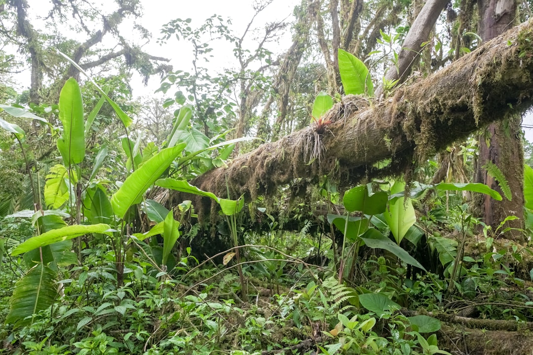 brown tree trunk with green leaves