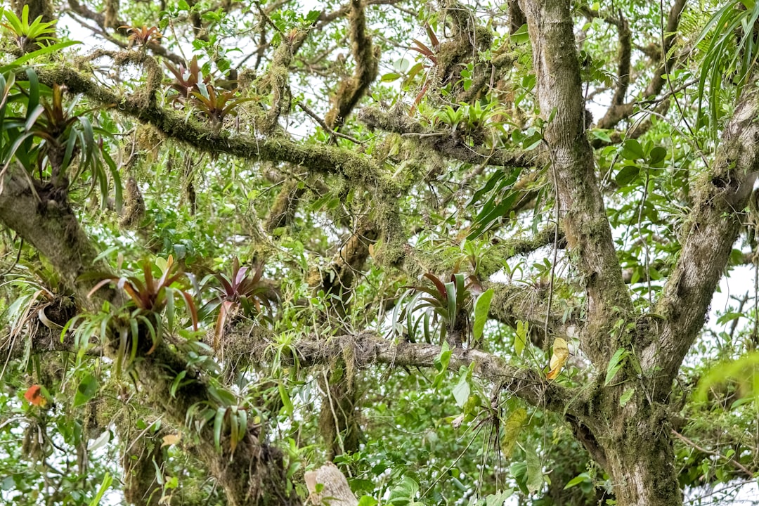 green and brown tree during daytime