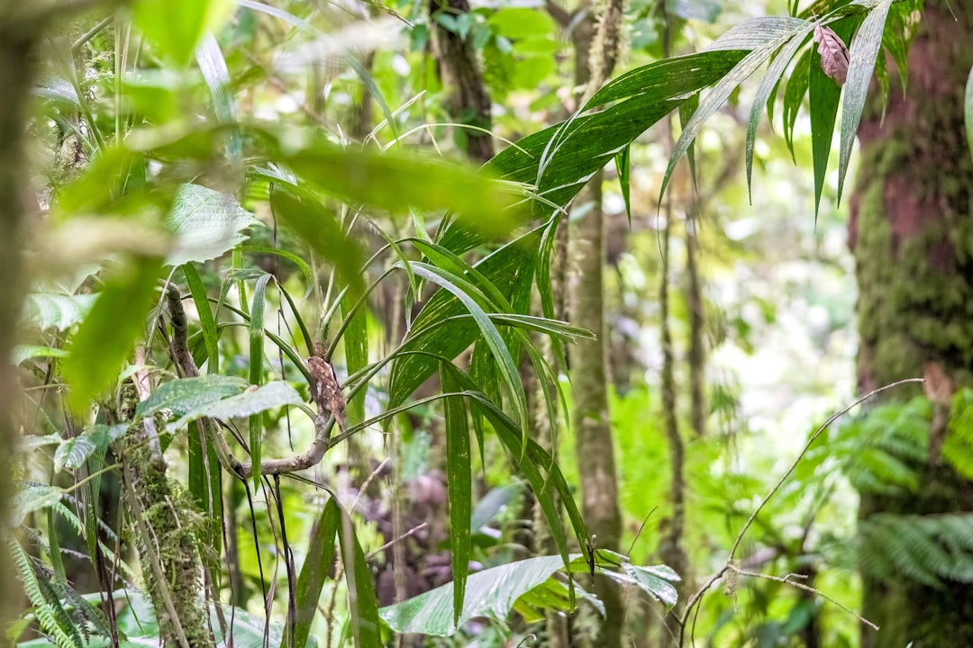 green leaf plant during daytime