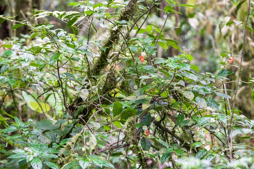green and red fruit on tree during daytime
