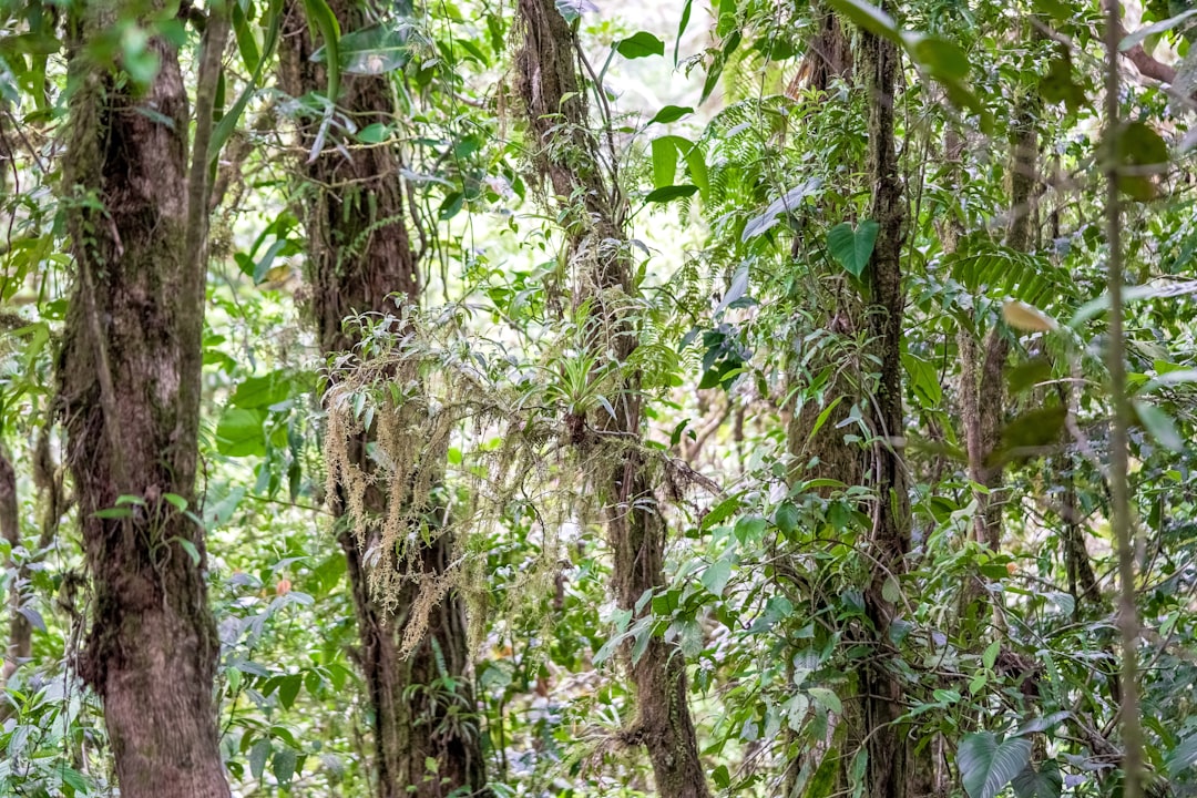 green and brown trees during daytime