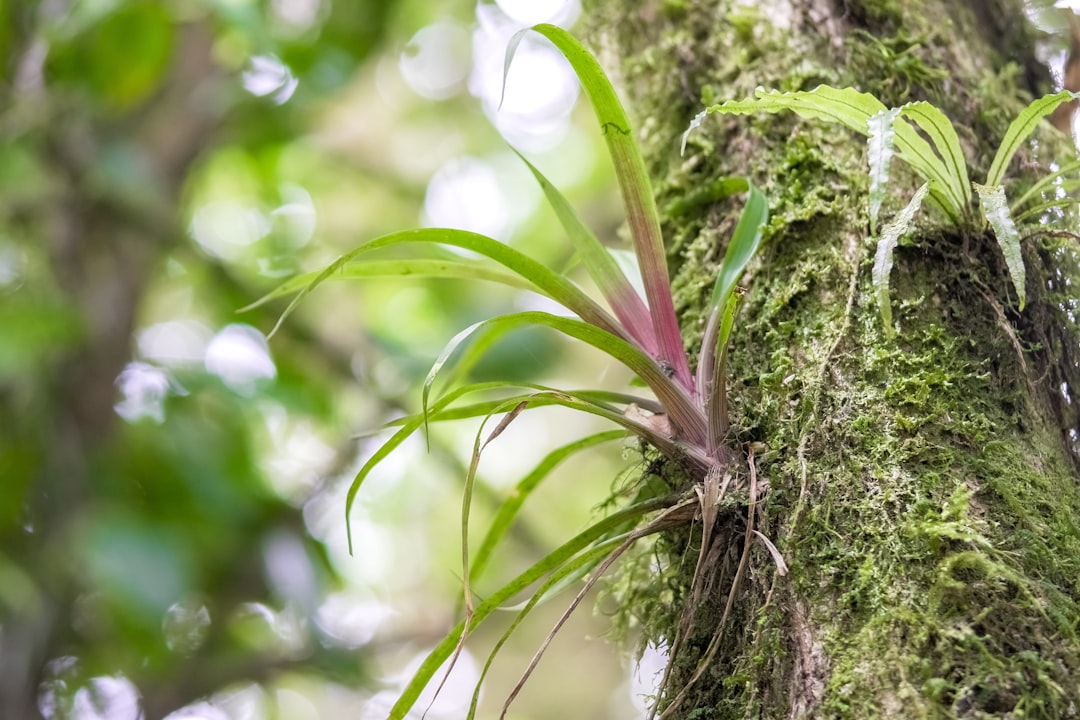 purple plant on brown tree trunk