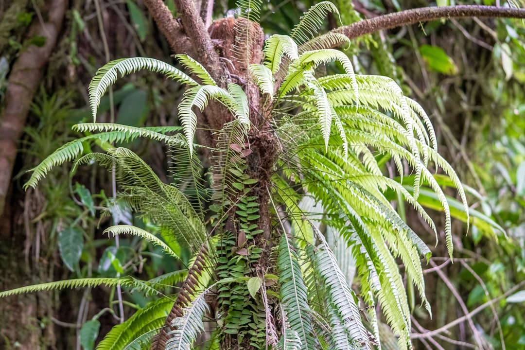 green palm tree during daytime