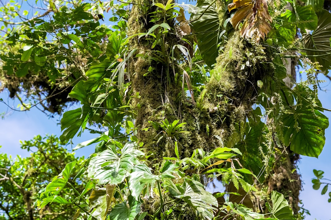 green and brown tree during daytime