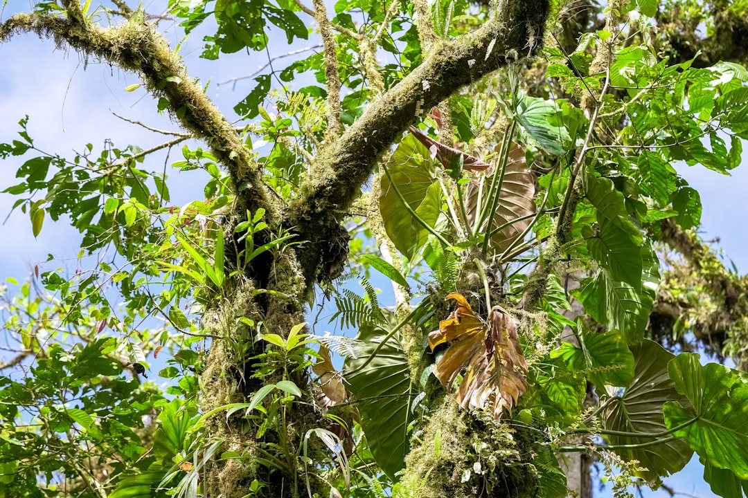 green and brown tree during daytime