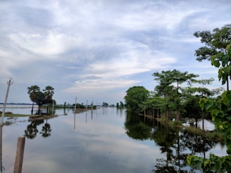green trees near body of water under cloudy sky during daytime