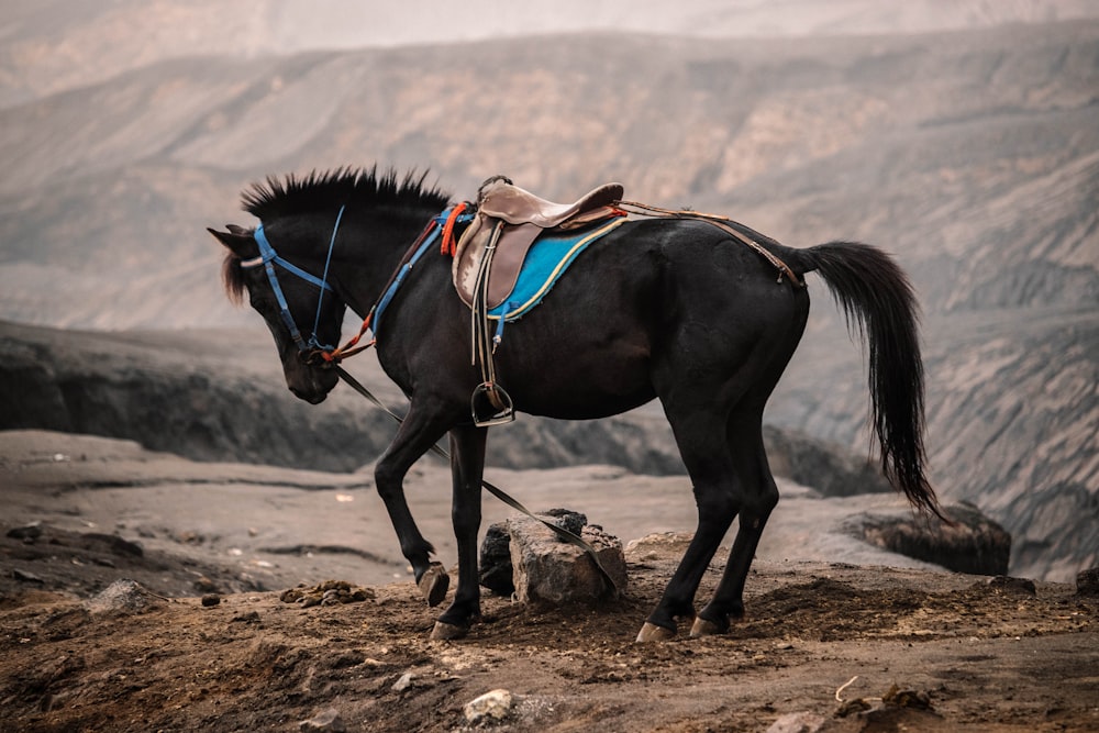 black horse running on brown sand during daytime