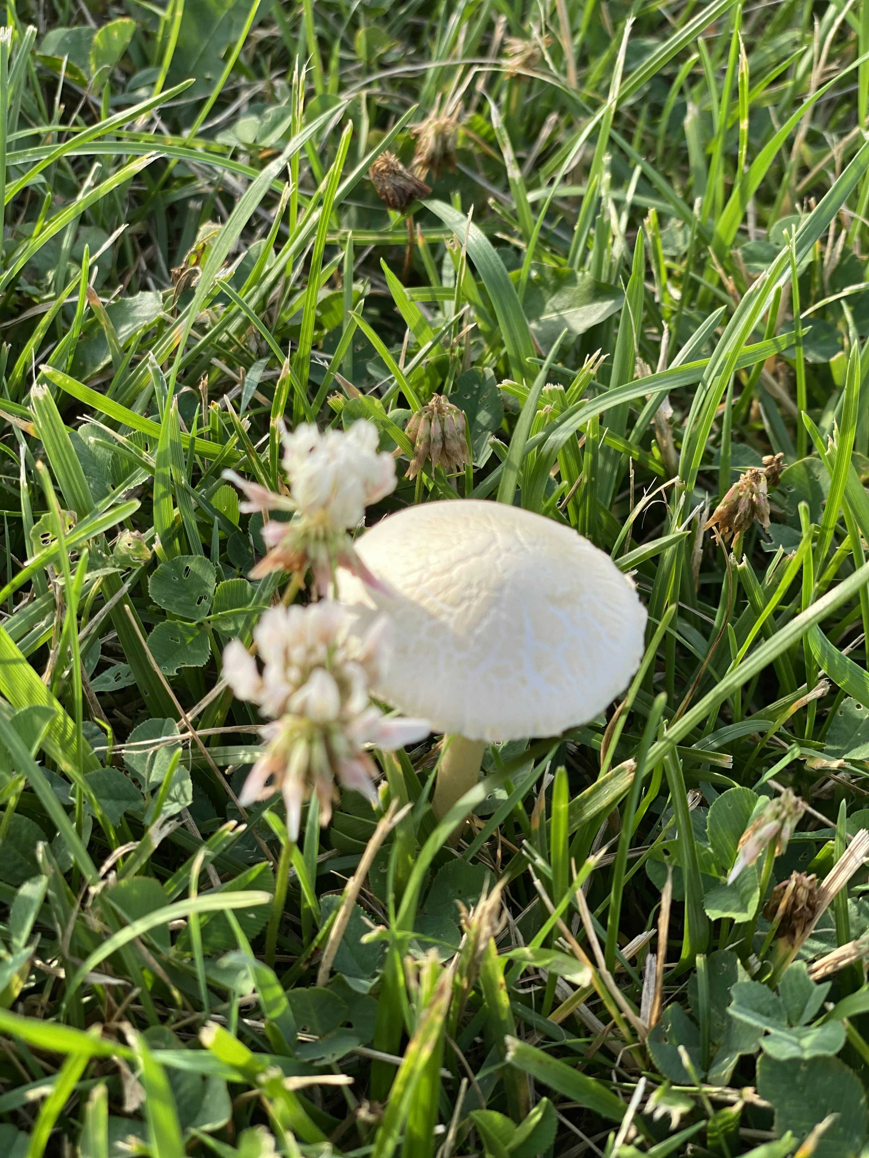 緑の芝生に赤と白のキノコの写真 Unsplashで見つけるキノコの無料写真