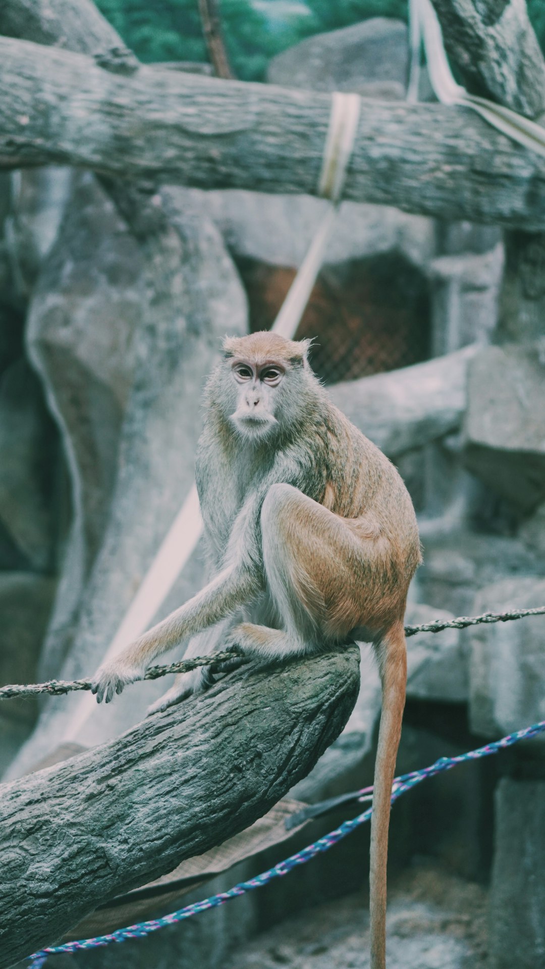 brown monkey sitting on brown tree branch during daytime