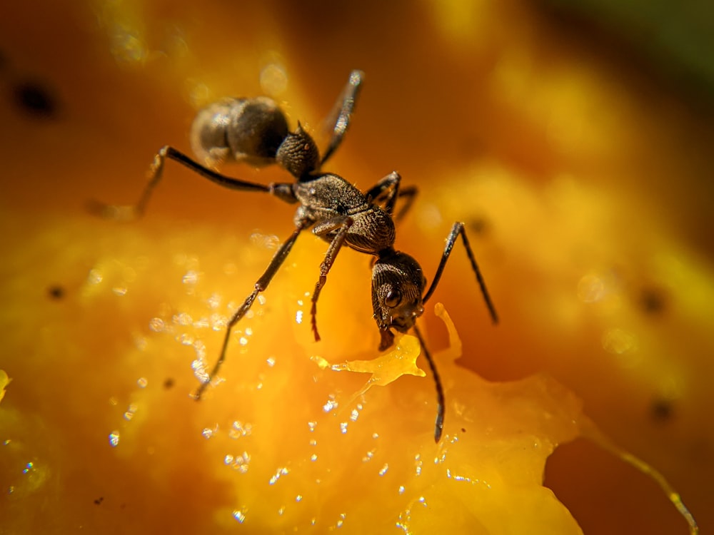 black ant on yellow surface