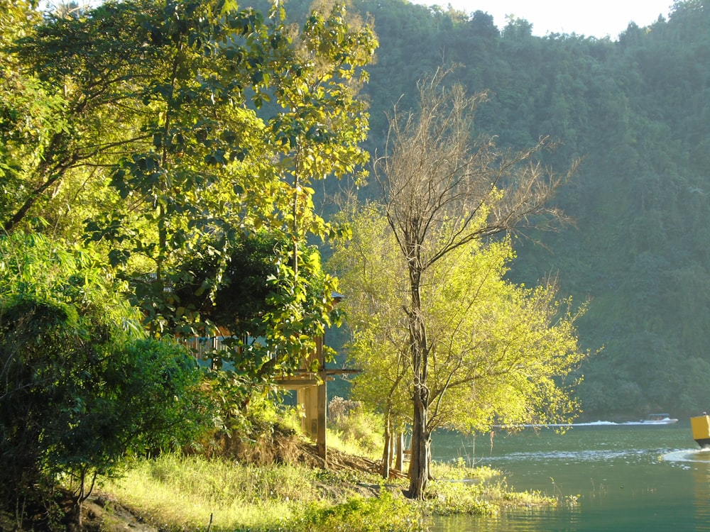 Árbol verde cerca del cuerpo de agua durante el día