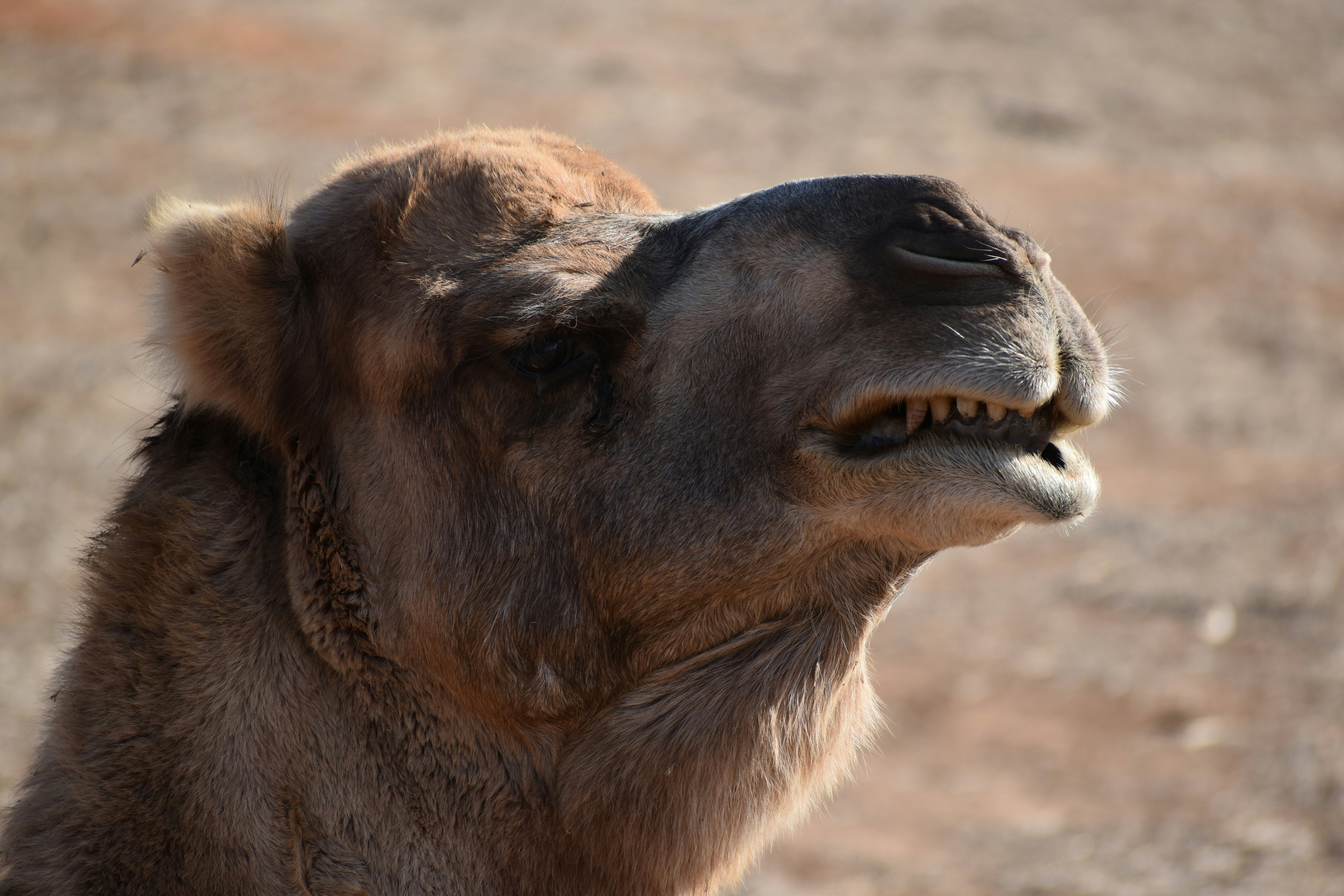 Nostrils That Work Like Air Conditioners (image credits: unsplash)