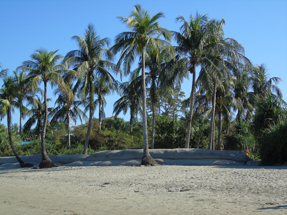 昼間の白い砂浜の緑のヤシの木