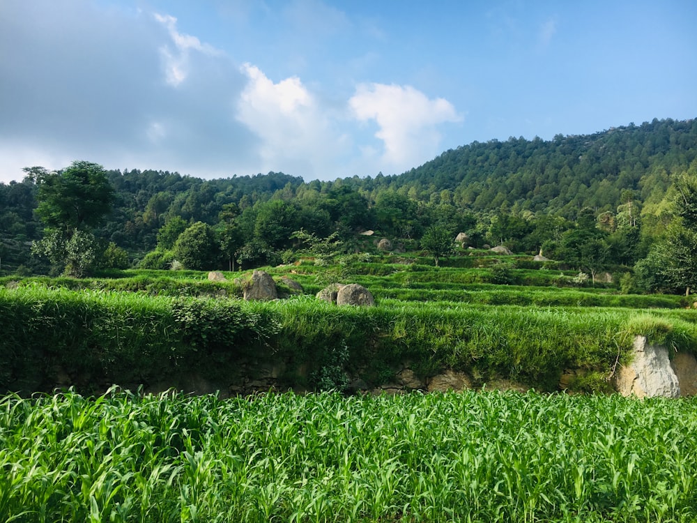 green grass field under blue sky during daytime