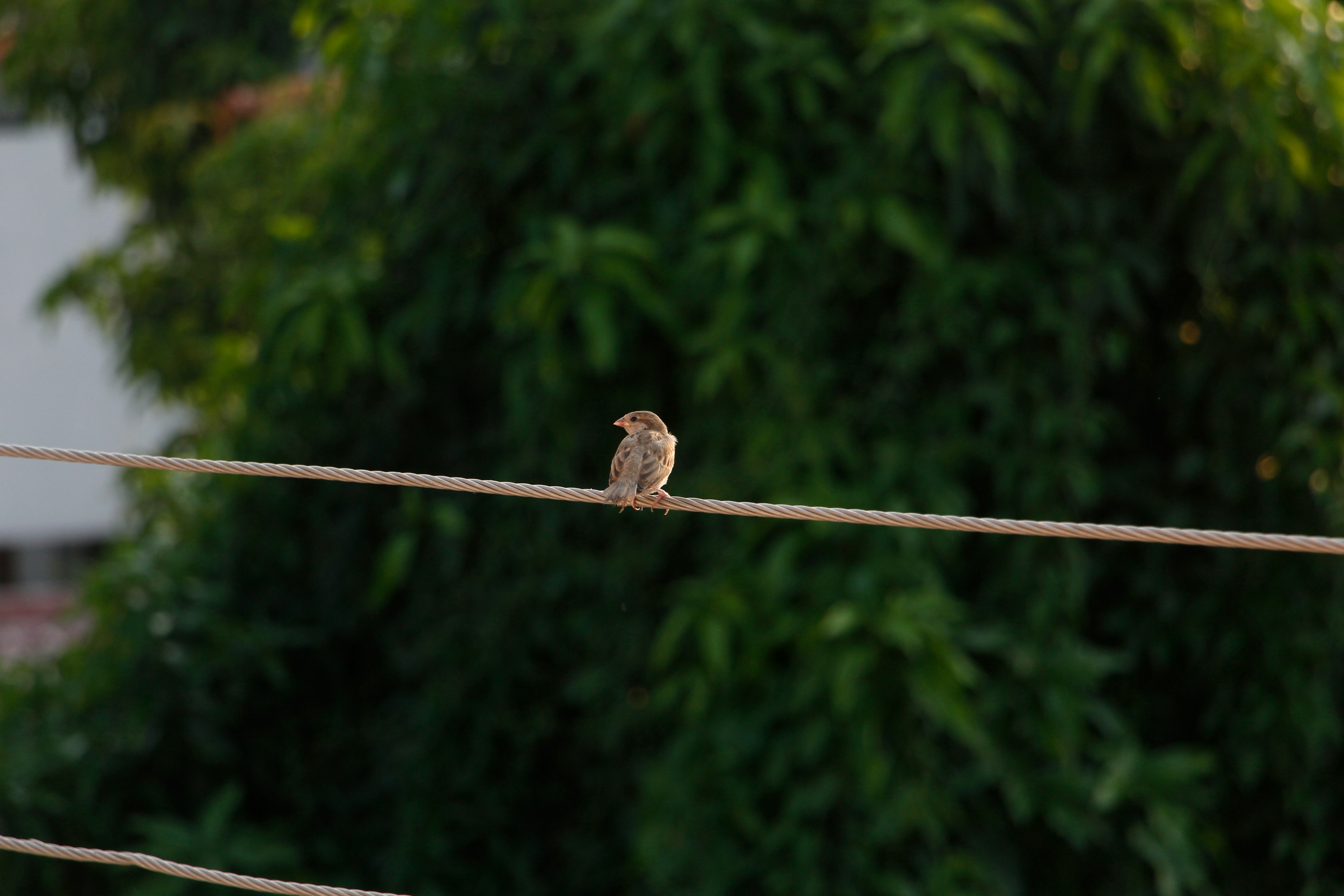 brown bird on brown rope during daytime
