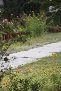A garden path bordered by mixed materials including stone, metal, and brick.