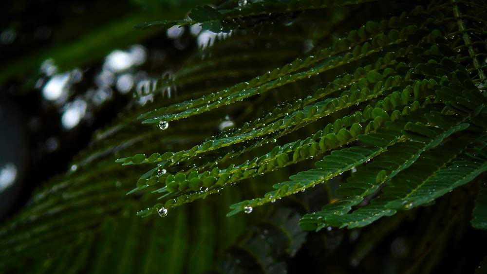 녹색 식물에 물방울