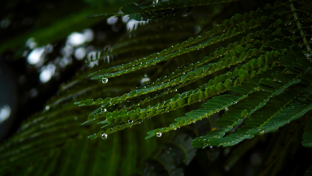 water droplets on green plant