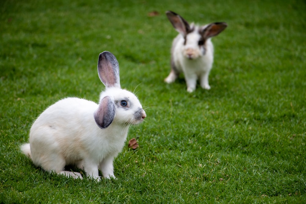 Foto de conejo blanco y marrón en el campo de hierba verde durante el día –  Imagen gratuita Liebre en Unsplash