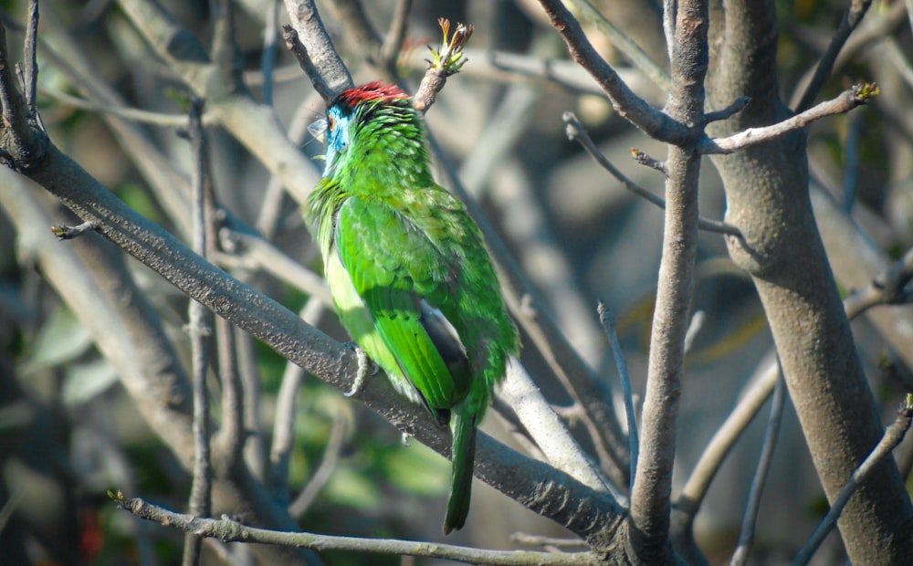 pájaro verde y rojo en la rama del árbol