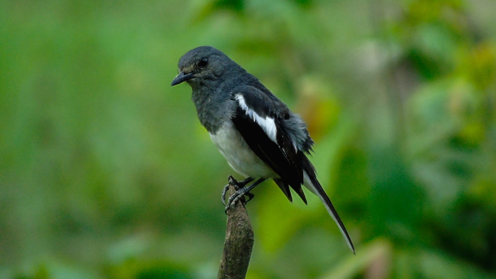 black and white bird on brown tree branch